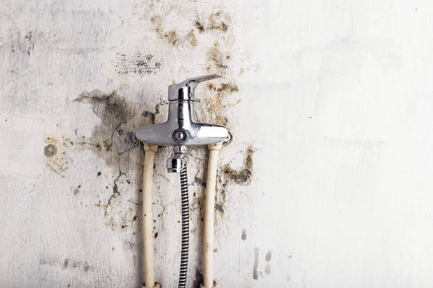 Best Mold Remediation  in Berryville, VA