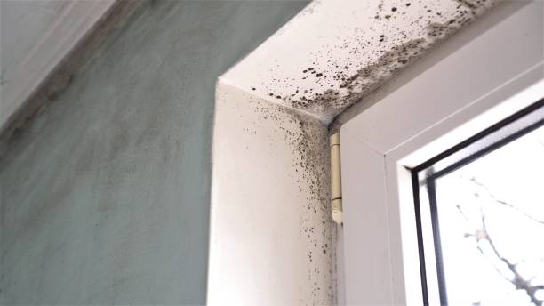 Best Mold Damage Repair  in Berryville, VA