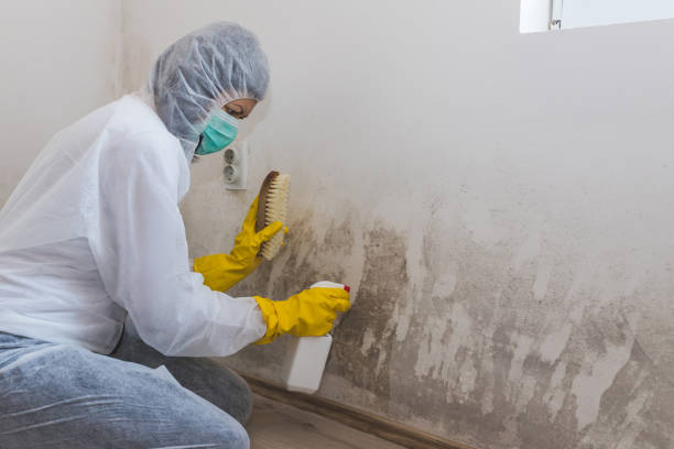 Best Residential Mold Removal  in Berryville, VA