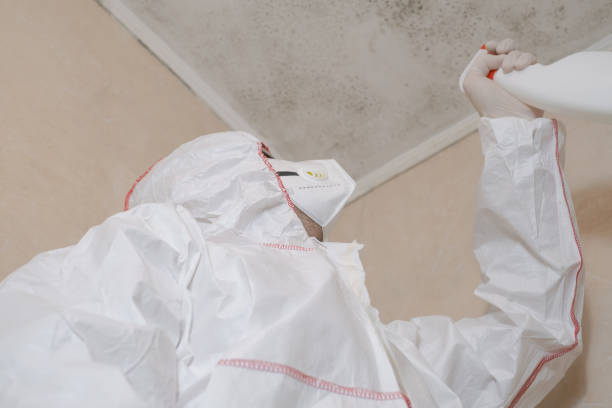 Best Toxic Mold Removal  in Berryville, VA