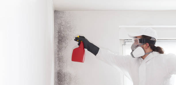 Best Best Mold Removal Companies  in Berryville, VA