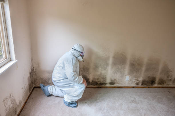 Best Fast Mold Removal  in Berryville, VA