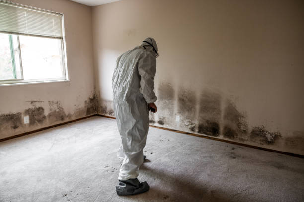 Crawl Space Mold Removal in Berryville, VA