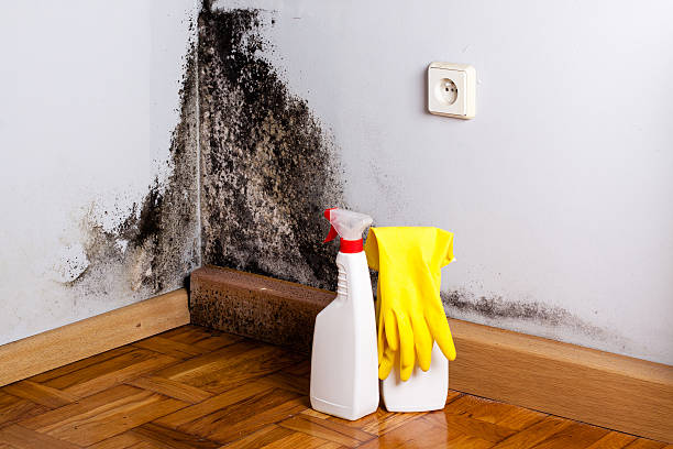 Best Black Mold Removal  in Berryville, VA