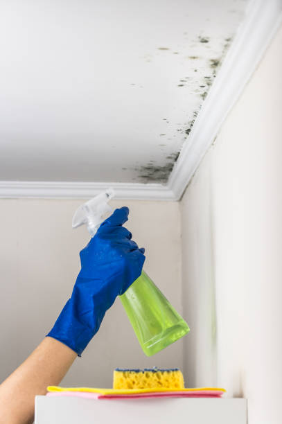 Best Mold Removal Near Me  in Berryville, VA