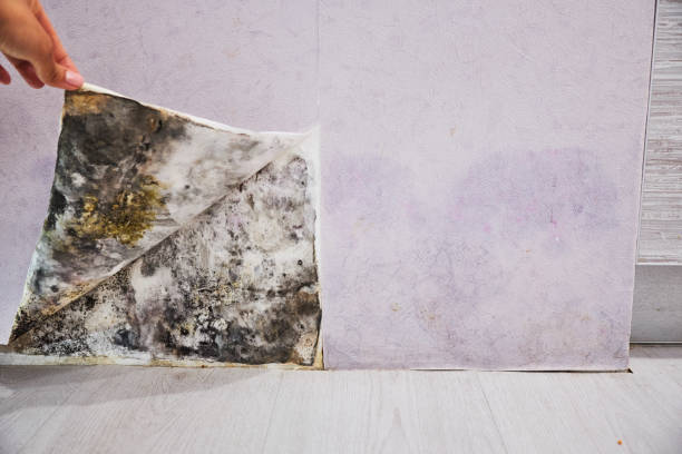 Best Professional Mold Removal  in Berryville, VA